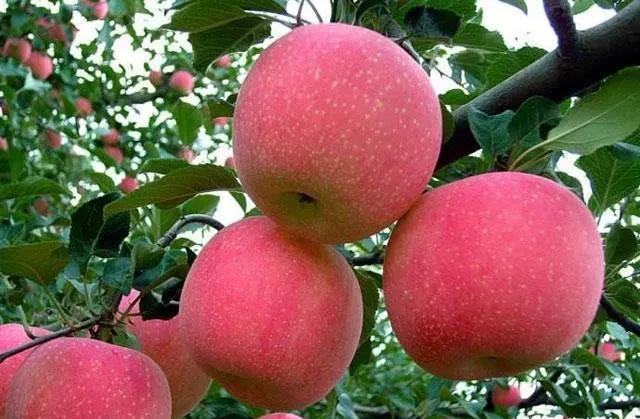 苹果打磷酸二氢钾怎么变绿了？