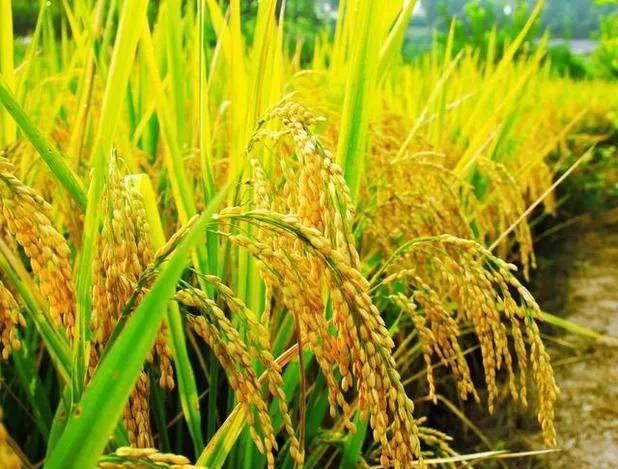现在很多稻农不拌壮秧剂了，直接撒在表面，然后浇水播种可以吗？