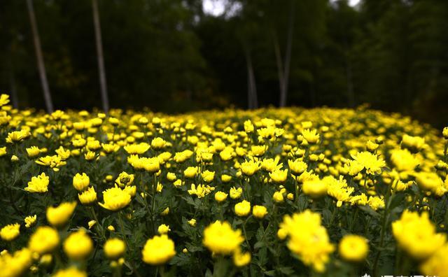 兰花的殖料可以种菊花吗？