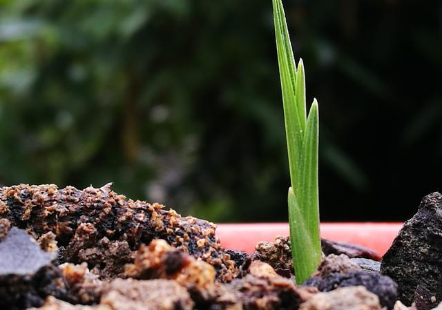 怎么养好兰花的龙根苗？