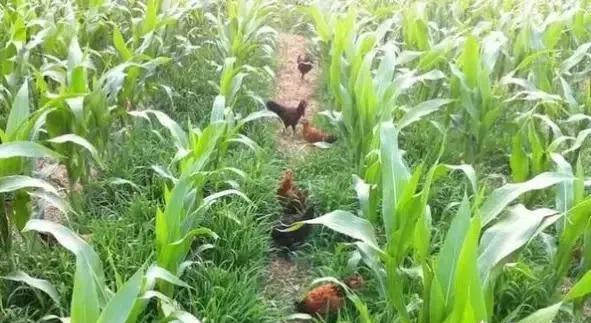 玉米苗几片叶打除草剂最好？