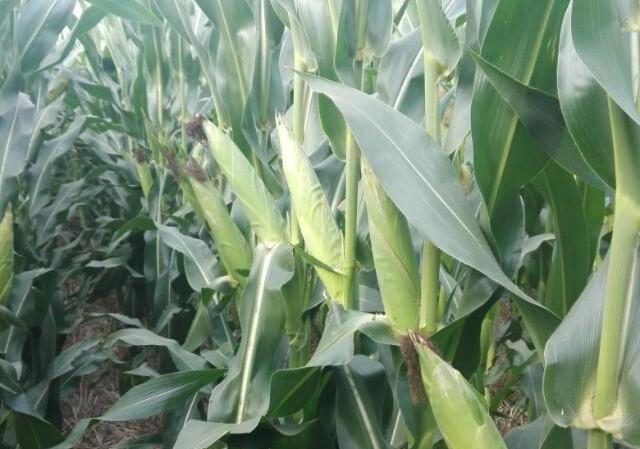 玉米苗几片叶打除草剂最好？
