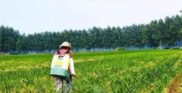 玉米苗几片叶打除草剂最好？