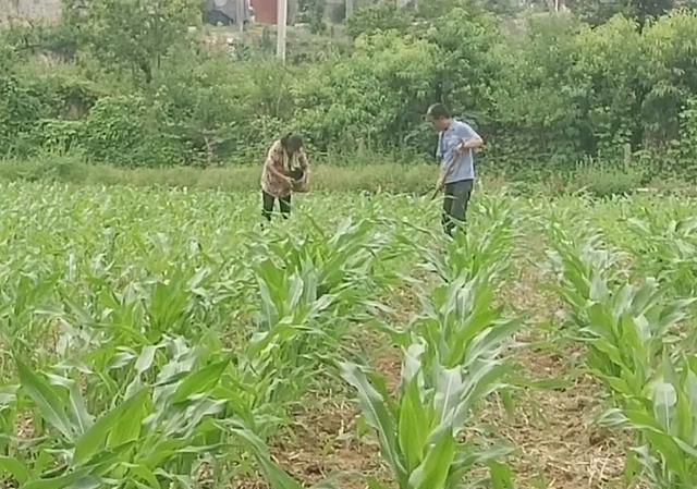 玉米出苗后，该如何进行田间管理？