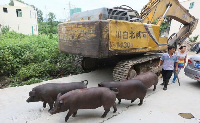 在自家承包地养猪合法吗？