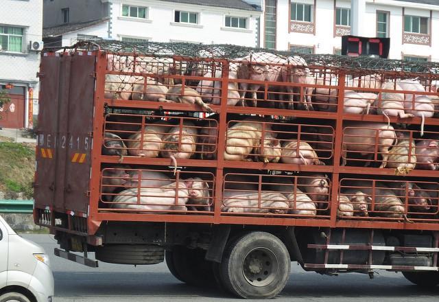 在自家承包地养猪合法吗？