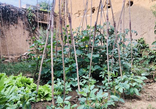 复合肥能兑粪水浇菜吗？为什么？