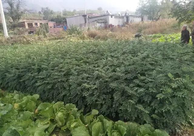 复合肥能兑粪水浇菜吗？为什么？
