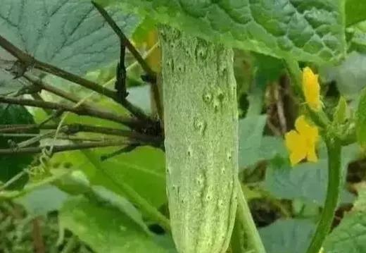 复合肥能兑粪水浇菜吗？为什么？