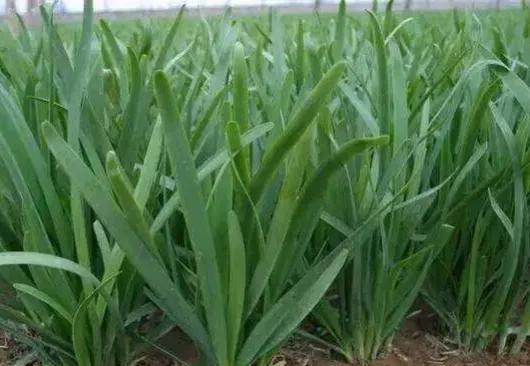复合肥能兑粪水浇菜吗？为什么？
