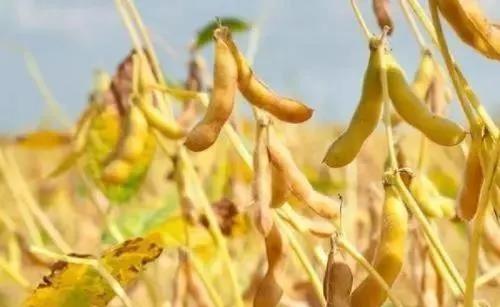 种植大豆时常出现豆荚不饱满或空荚现象原因是什么？该怎么防治？