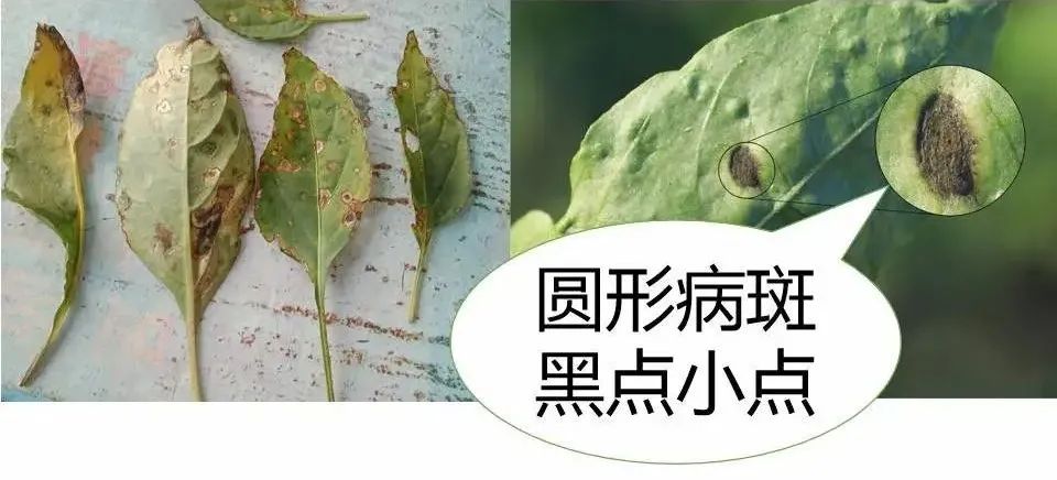 辣椒病虫害的识别与防治（图解）