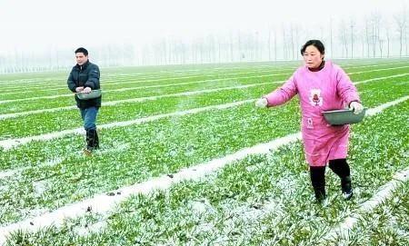 施化肥究竟是雨前还是雨后施化肥好？