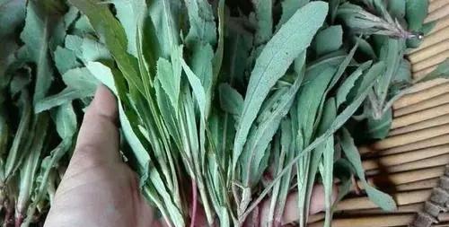 农村常见的苦菜有什么功效与作用？