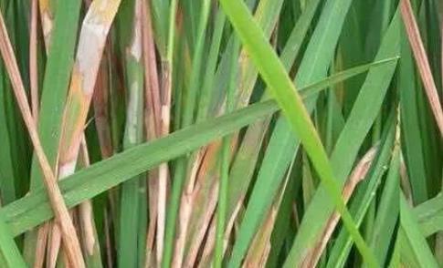 双季水稻5月份田间管理重点及用药方案