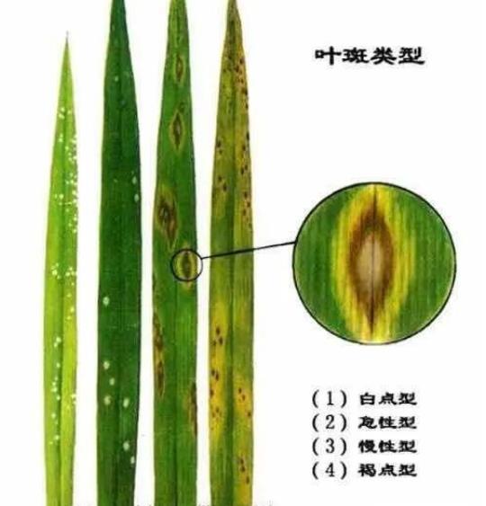 双季水稻5月份田间管理重点及用药方案