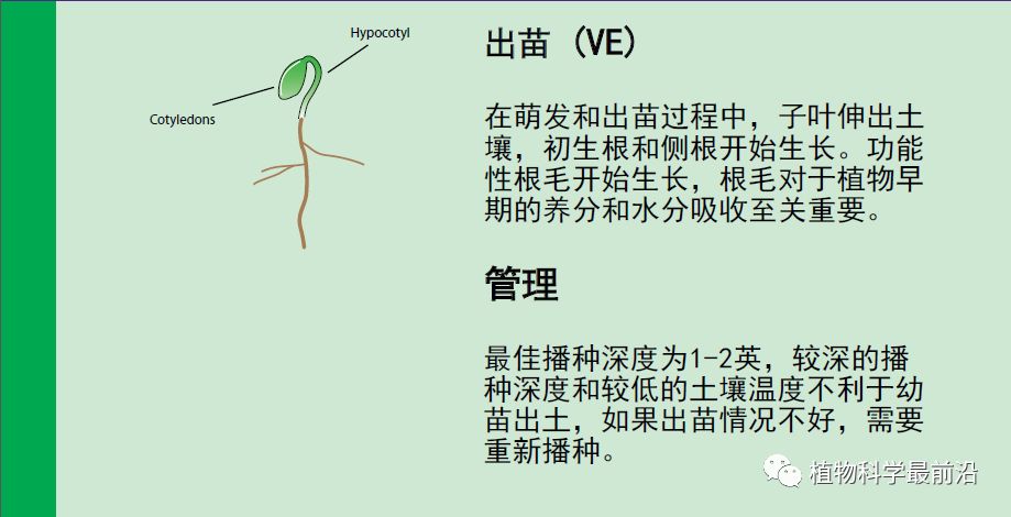 大豆的生长过程图片及文字示意图（从种子得萌发到完熟）