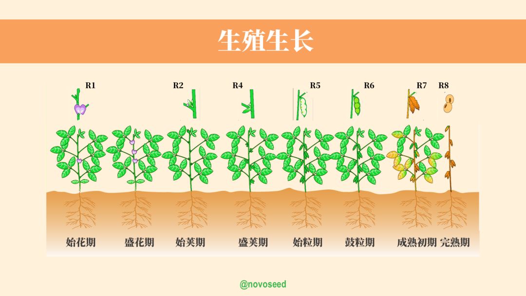 大豆的生长过程图片及文字示意图（从种子得萌发到完熟）