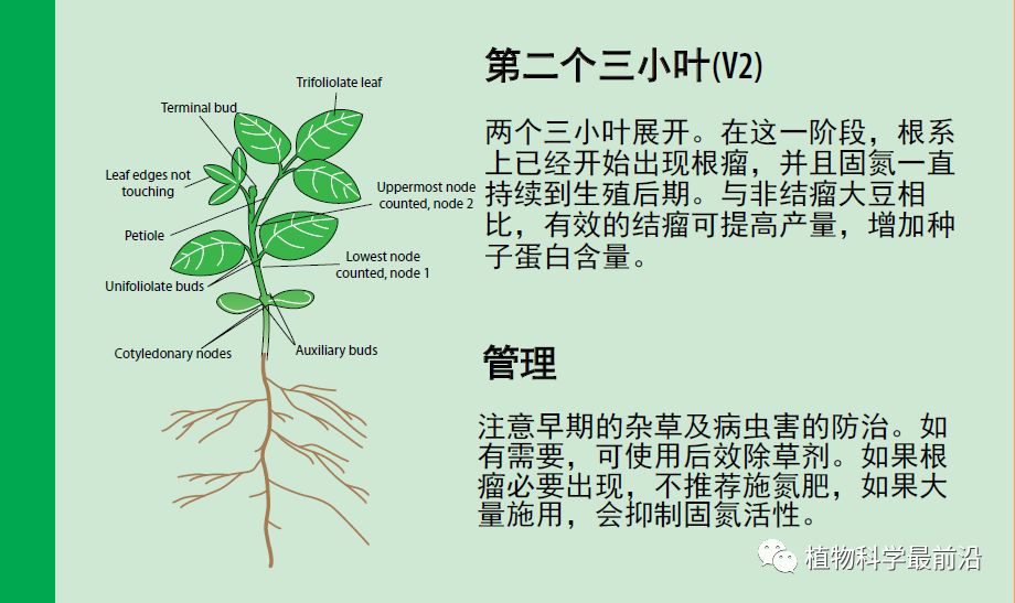 大豆的生长过程图片及文字示意图（从种子得萌发到完熟）