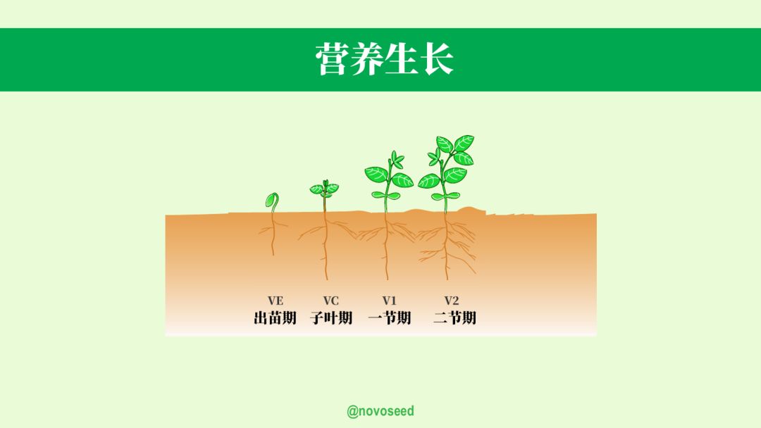 大豆的生长过程图片及文字示意图（从种子得萌发到完熟）