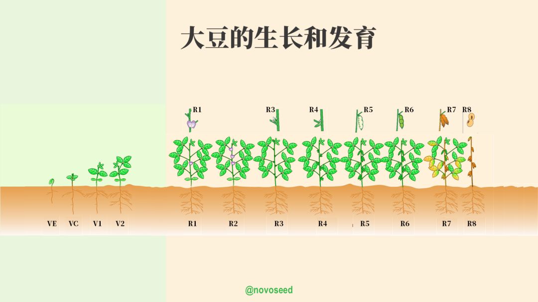 大豆的生长过程图片及文字示意图（从种子得萌发到完熟）
