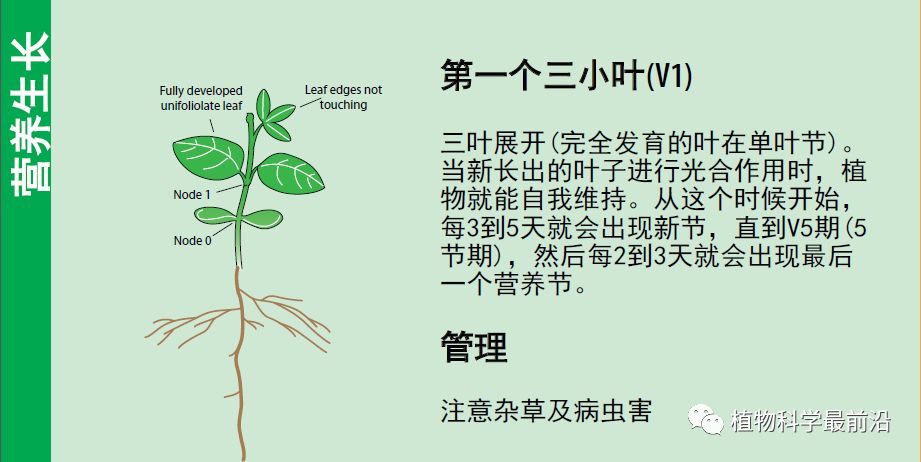 大豆的生长过程图片及文字示意图（从种子得萌发到完熟）