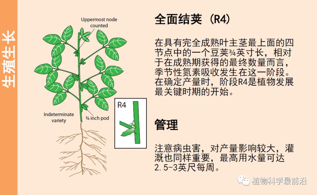 大豆的生长过程图片及文字示意图（从种子得萌发到完熟）