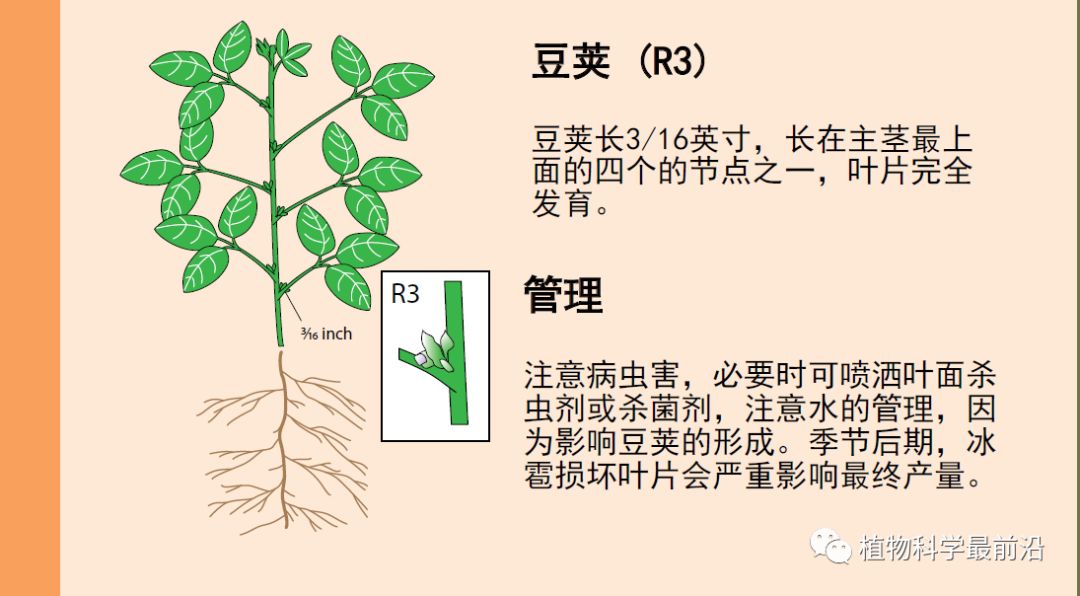 大豆的生长过程图片及文字示意图（从种子得萌发到完熟）