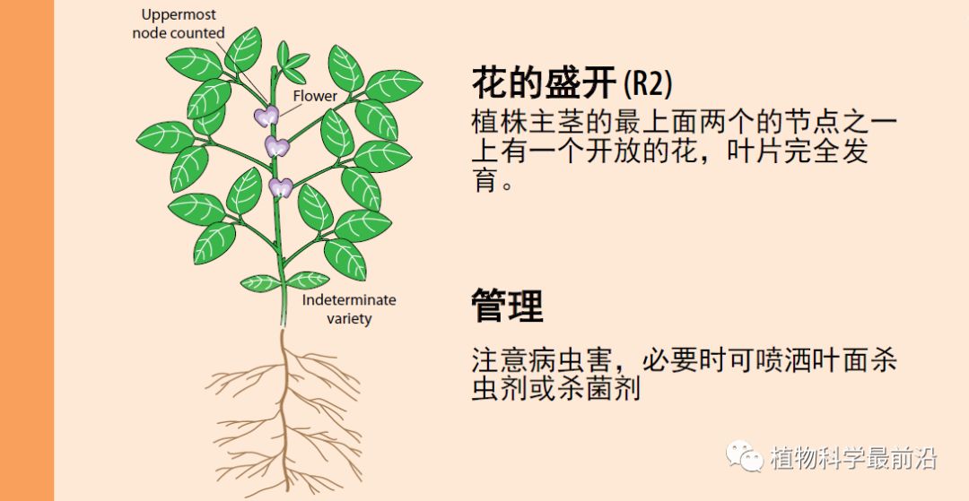 大豆的生长过程图片及文字示意图（从种子得萌发到完熟）