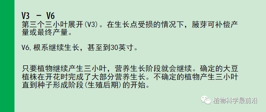 大豆的生长过程图片及文字示意图（从种子得萌发到完熟）