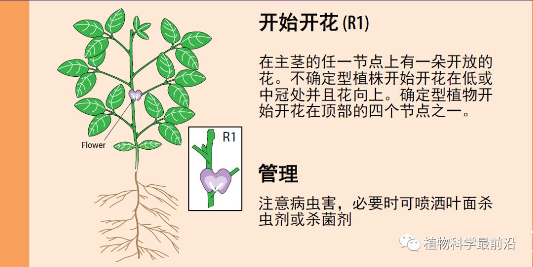 大豆的生长过程图片及文字示意图（从种子得萌发到完熟）