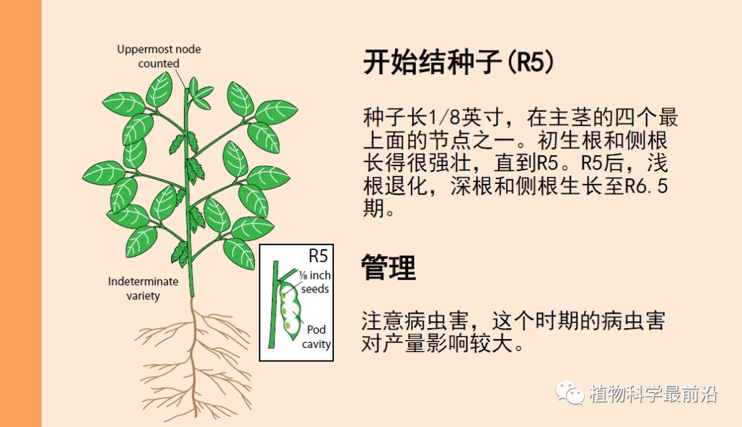 大豆的生长过程图片及文字示意图（从种子得萌发到完熟）