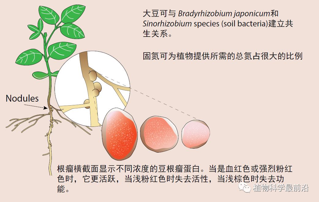 大豆的生长过程图片及文字示意图（从种子得萌发到完熟）