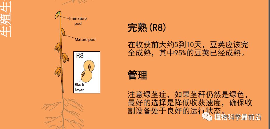 大豆的生长过程图片及文字示意图（从种子得萌发到完熟）