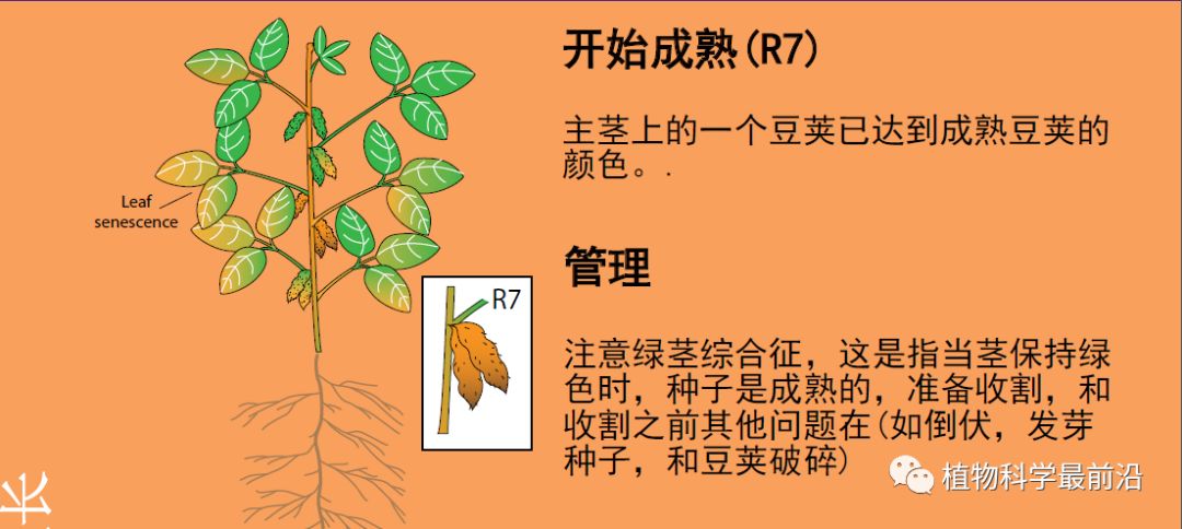 大豆的生长过程图片及文字示意图（从种子得萌发到完熟）