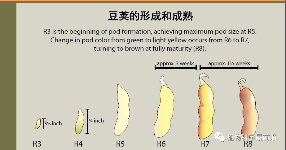 大豆的生长过程图片及文字示意图（从种子得萌发到完熟）