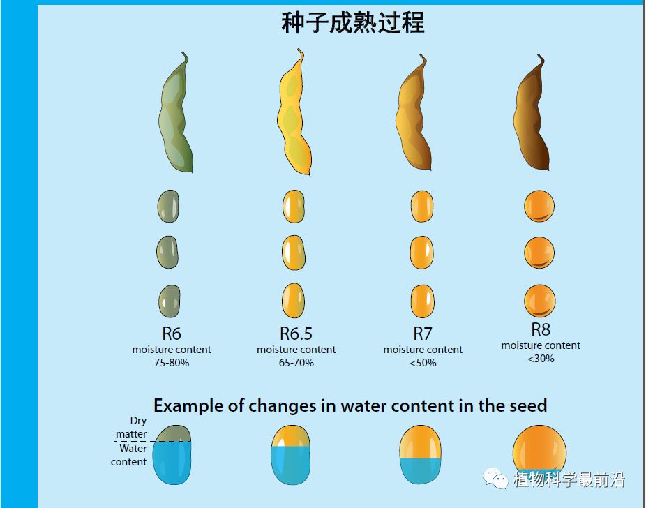 大豆的生长过程图片及文字示意图（从种子得萌发到完熟）