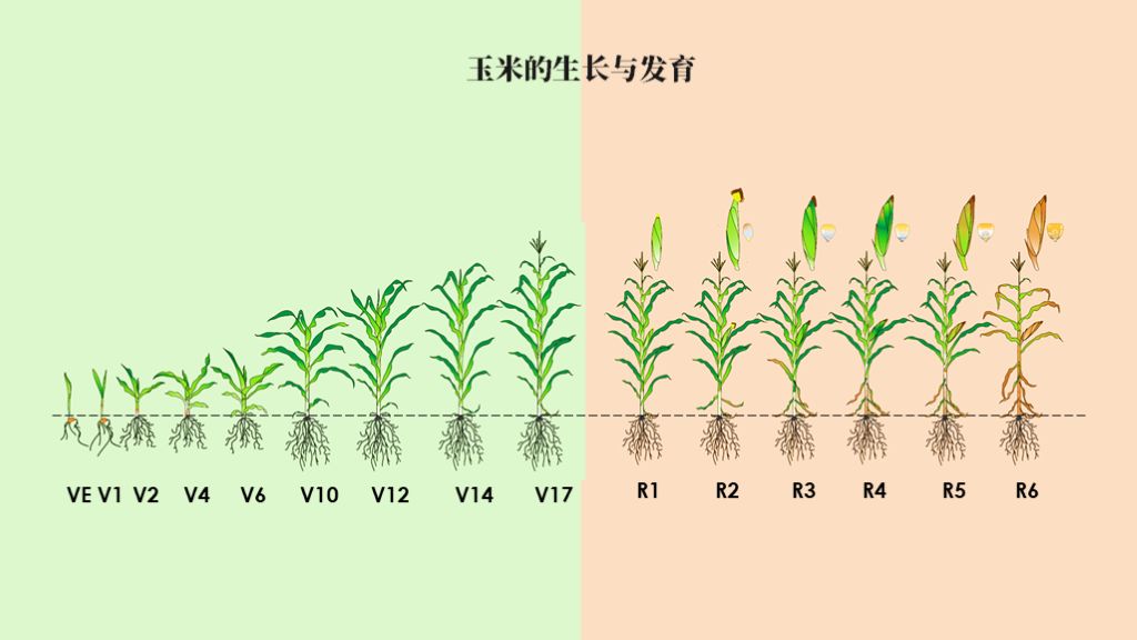 玉米的生长过程图片及文字（从种子的萌发到完熟图解）