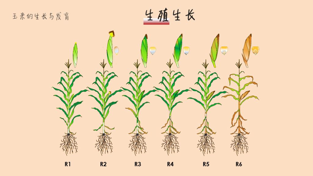 玉米的生长过程图片及文字（从种子的萌发到完熟图解）