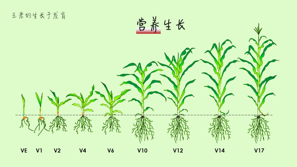玉米的生长过程图片及文字（从种子的萌发到完熟图解）