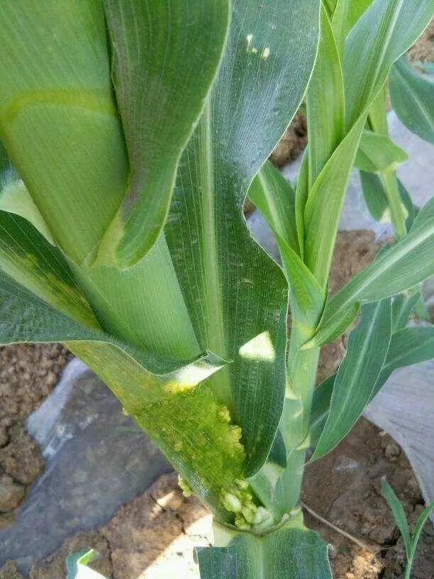 玉米常见病害图片大全及防治方法（图）
