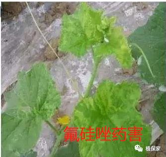 苯醚甲环唑、戊唑醇、丙环唑、氟环唑、氟硅唑作用性能对比，哪个杀菌更好？