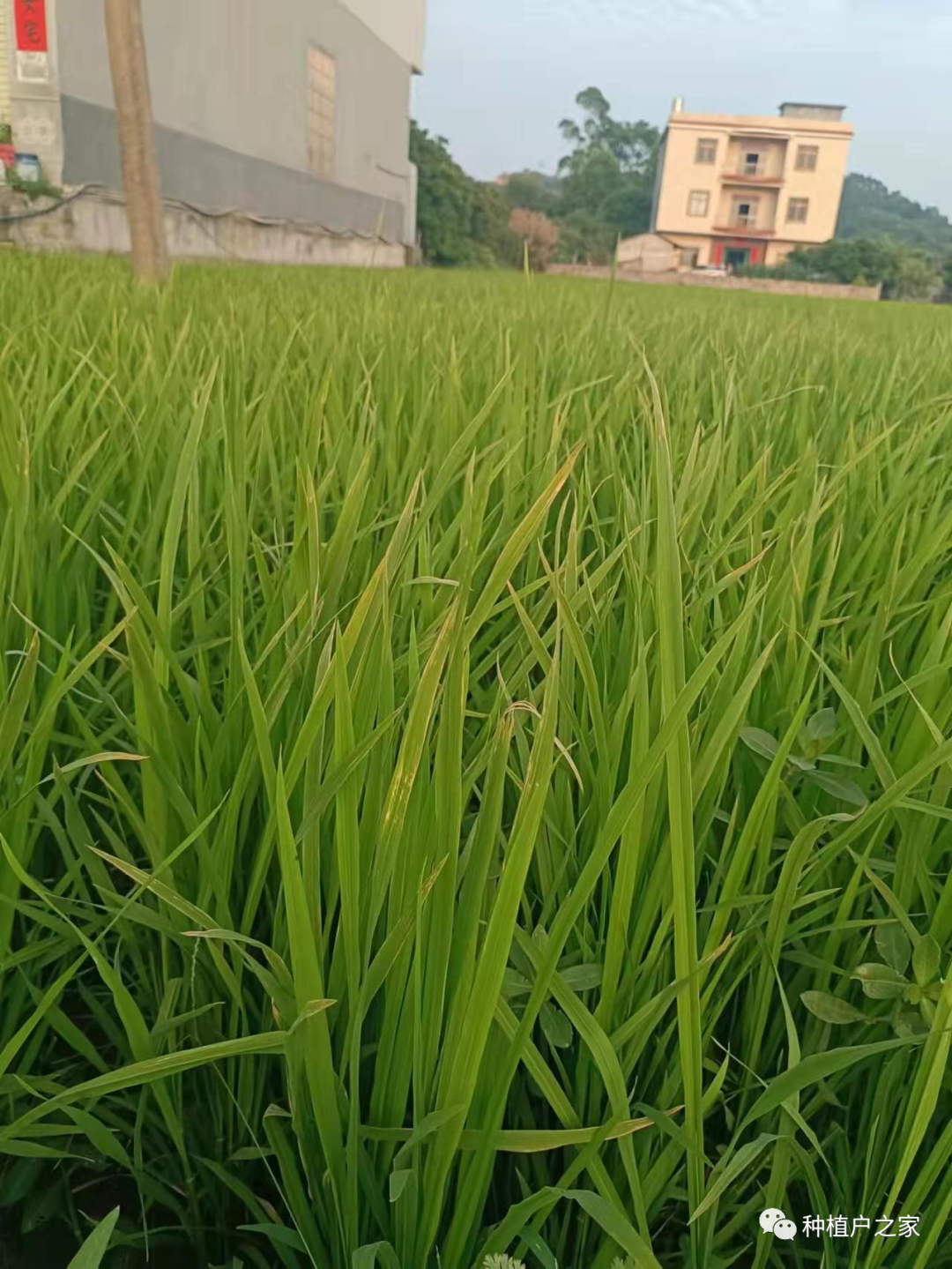 雨天早稻叶枯病怎么防治