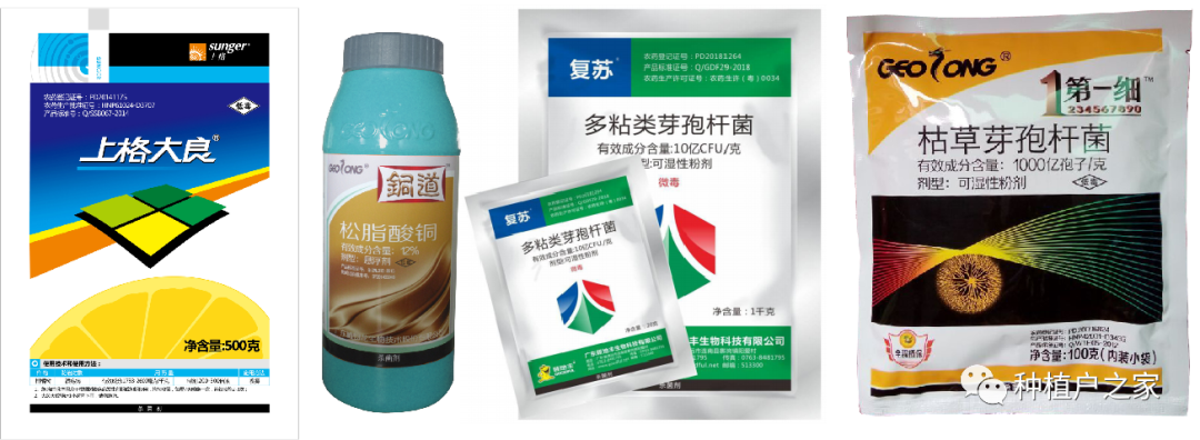 雨天早稻叶枯病怎么防治