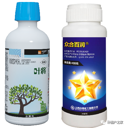 雨天早稻叶枯病怎么防治
