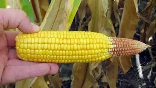 玉米缺各种肥的症状图片（图解）