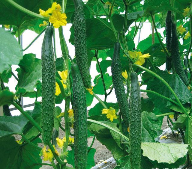 大棚黄瓜只开雄花没有雌花怎么办？