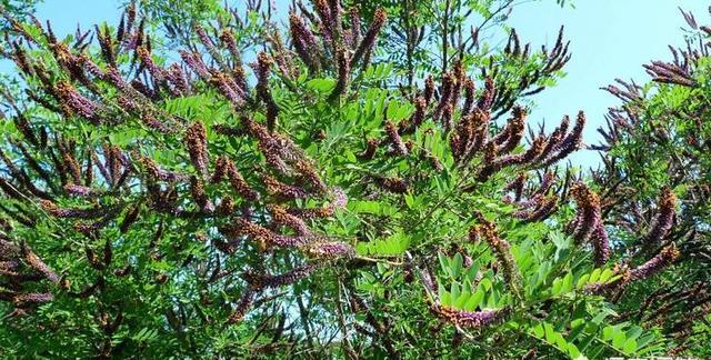 农村俗称“紫穗槐”的植物有什么功效和作用？