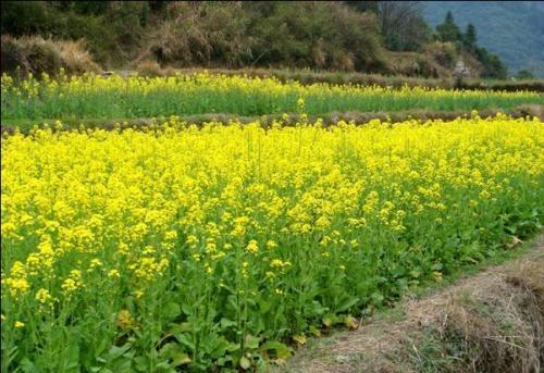 油菜种植好还是移栽好？产量哪个更高？为什么？