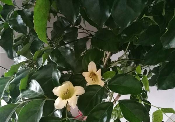幸福树上密密麻麻的黑点，这个是什么病虫害呀？